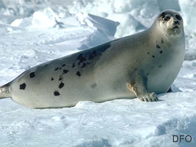 image from Arctic Ocean biodiversity